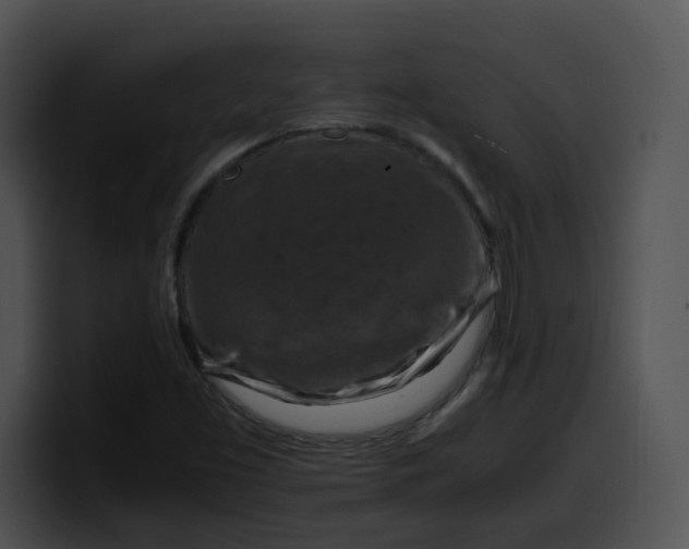 X0000099981453200806061513