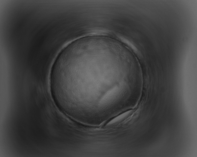 X0000099981471200806061513