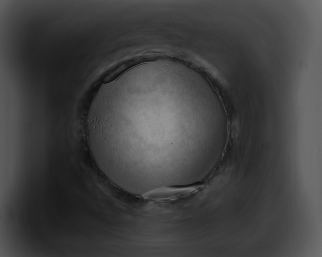 X0000099981496200806061512