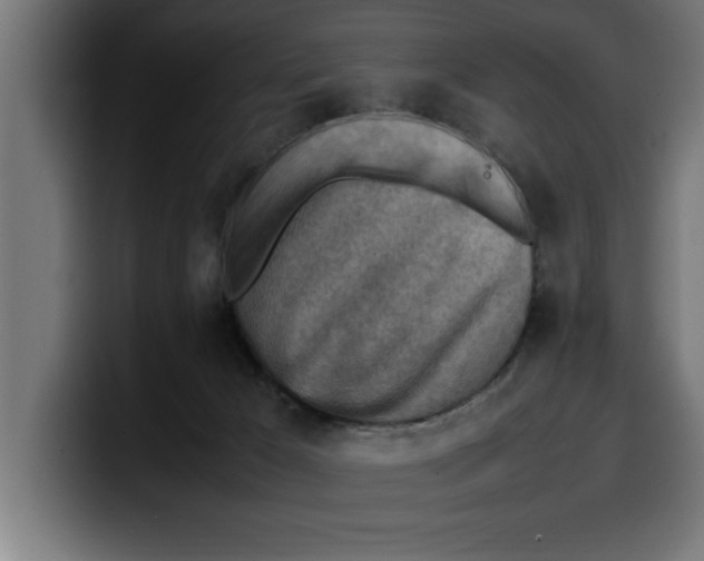 X0000099980029200806131408