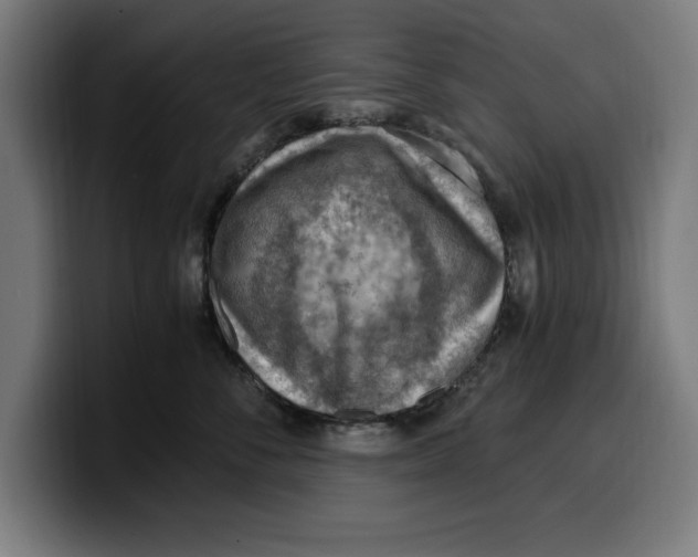 X0000099980716200806131359