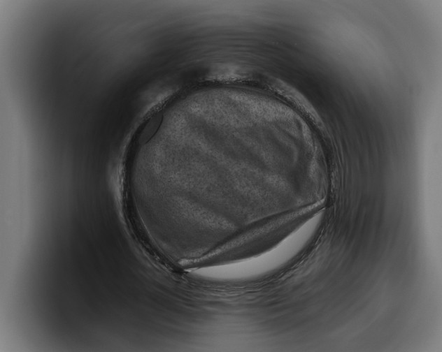 X0000099980724200806131358