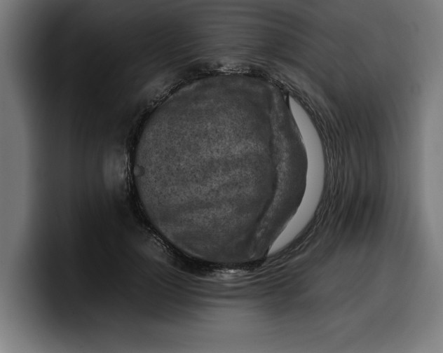 X0000099980748200806131359