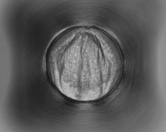 X0000099980838200806131357