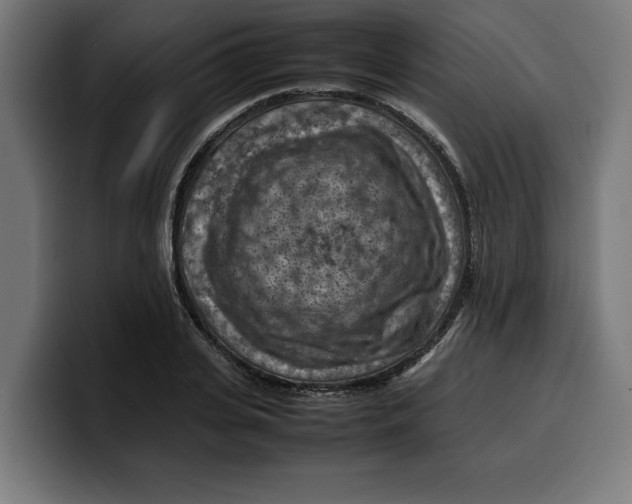 X0000099980935200806131356