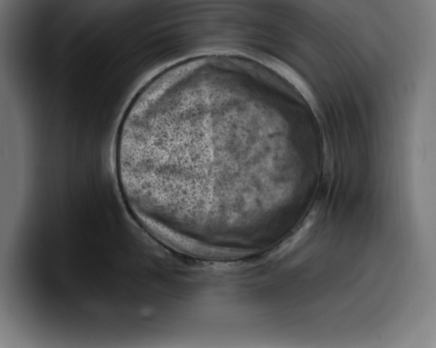 X0000099980958200806131356