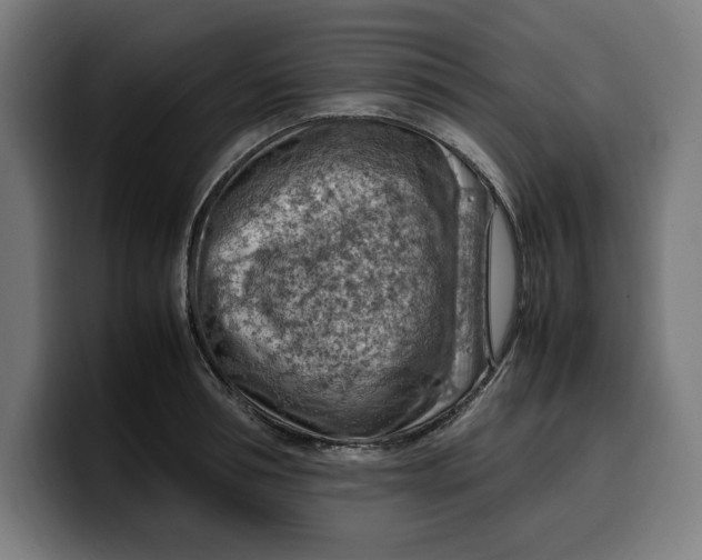 X0000099980994200806131355