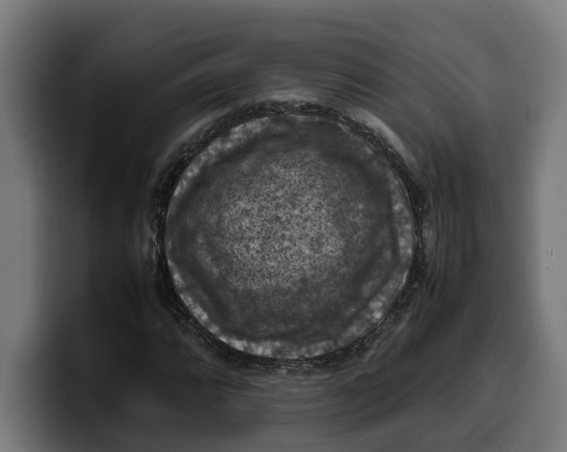 X0000099981064200806131354