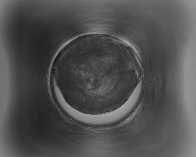 X0000099981077200806131354