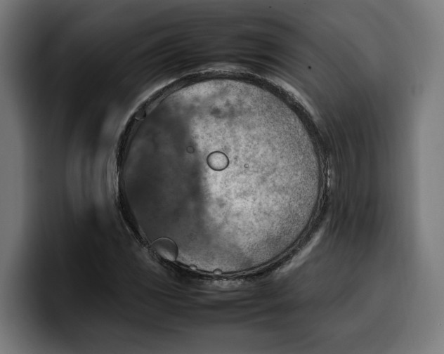 X0000099981117200806131353