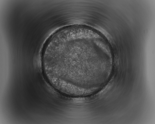 X0000099981118200806131353