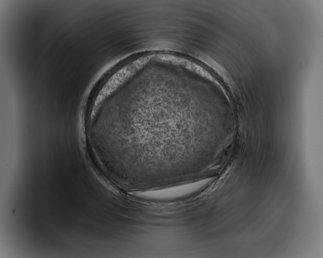 X0000099981120200806131353