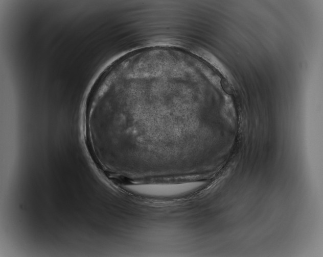 X0000099981132200806131354