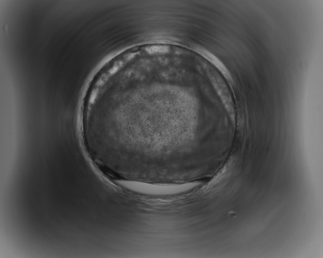 X0000099981144200806131354