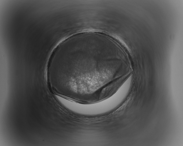 X0000099981173200806131353