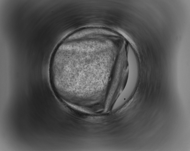 X0000099981237200806131352