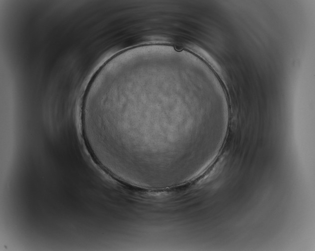 X0000099981243200806131353