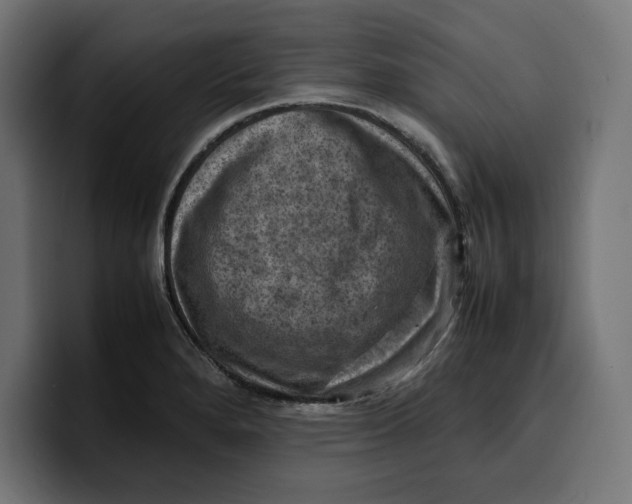 X0000099981280200806131352