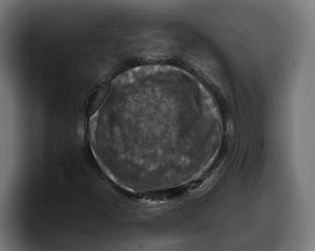 X0000099981300200806131351