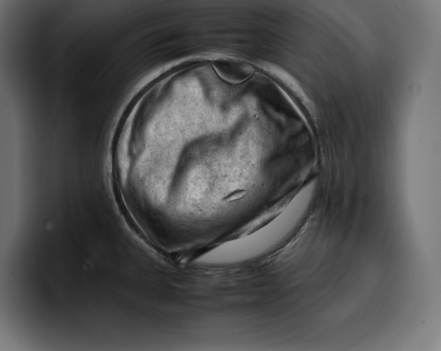 X0000099981335200806131351