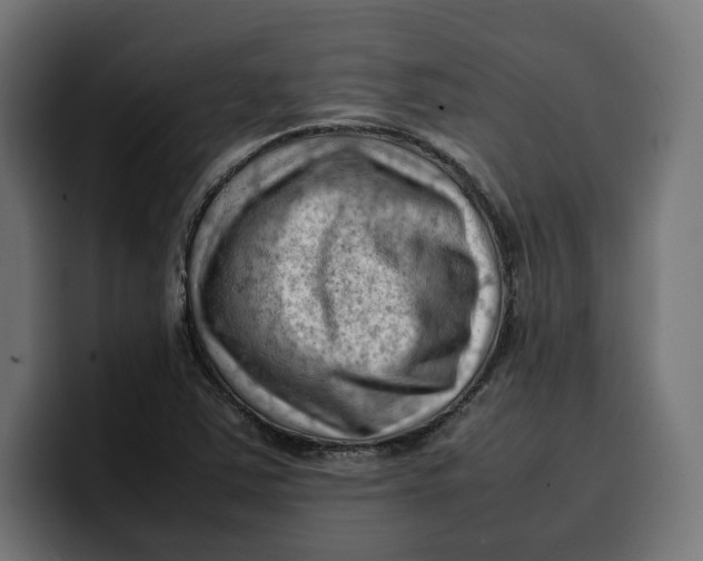 X0000099981363200806131351