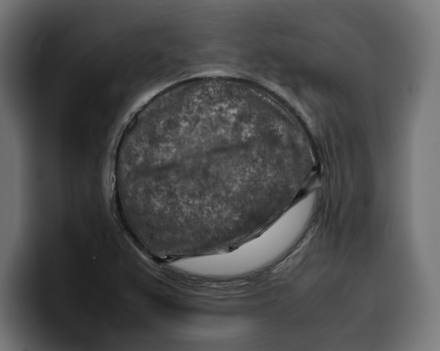 X0000099981367200806131350