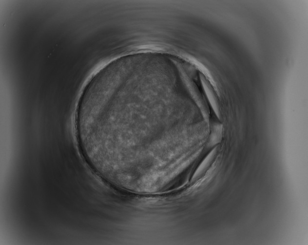 X0000099981373200806131350