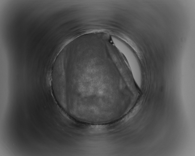 X0000099981377200806131350