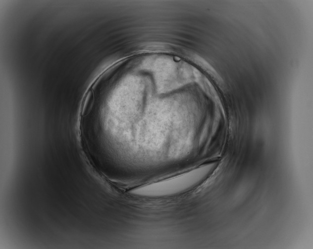 X0000099981378200806131350