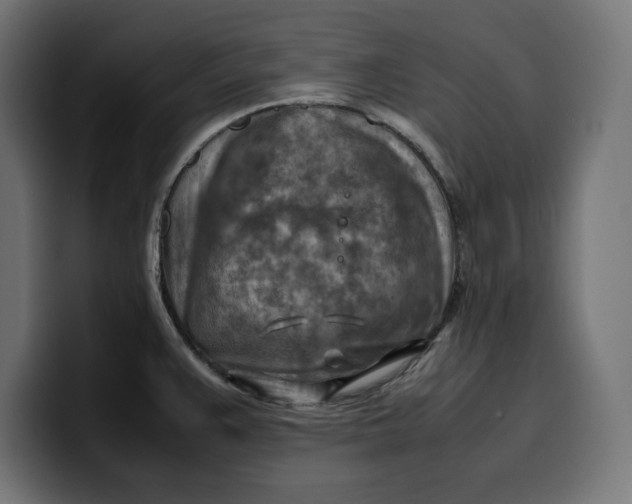 X0000099981383200806131350