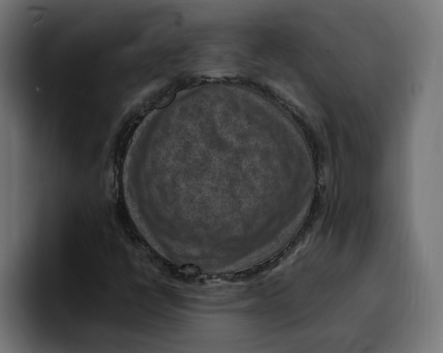 X0000099981398200806131350