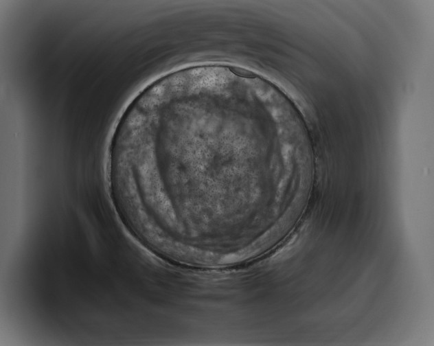 X0000099981527200806131349