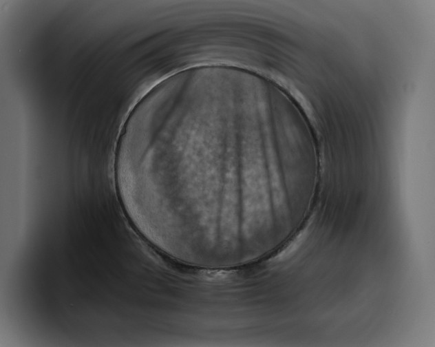 X0000099981529200806131349