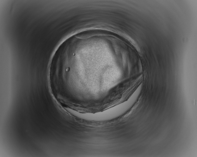 X0000099981530200806131349