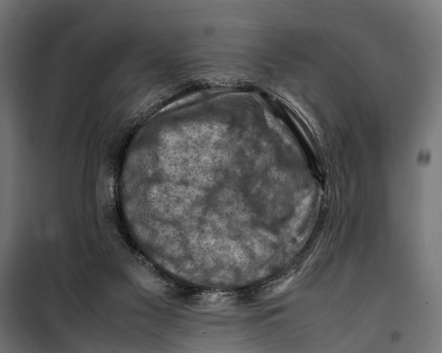 X0000099980117200806201435