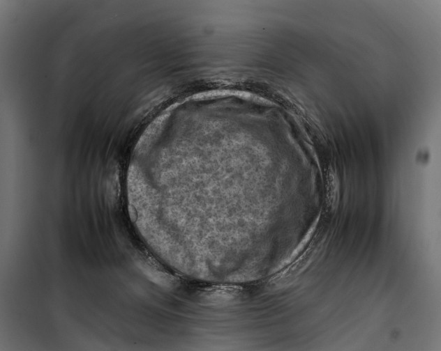 X0000099980128200806201434