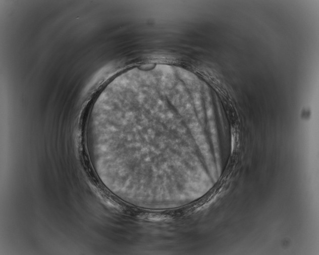 X0000099980339200806201431