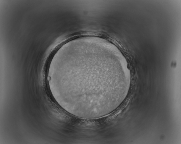 X0000099980343200806201431