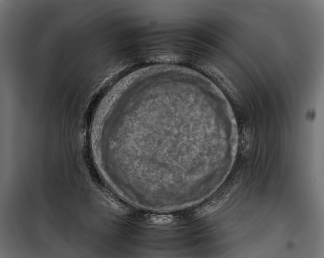 X0000099980355200806201431