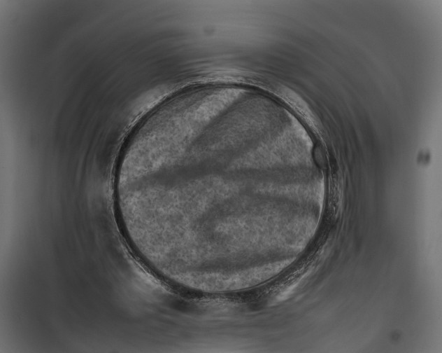 X0000099980389200806201431