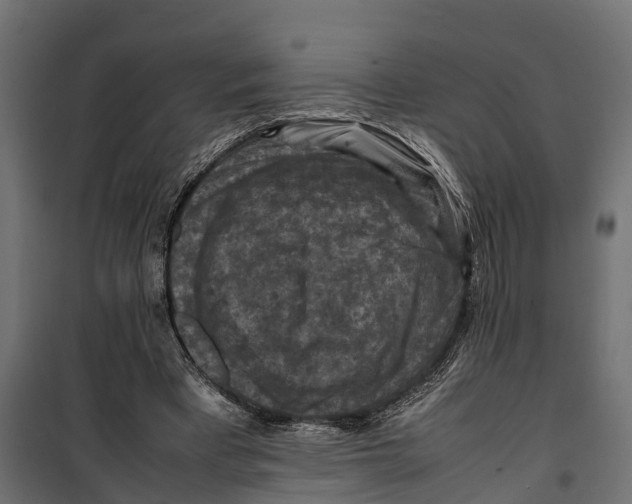 X0000099980393200806201431