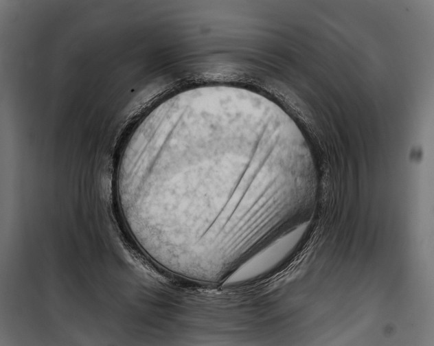 X0000099980446200806201429