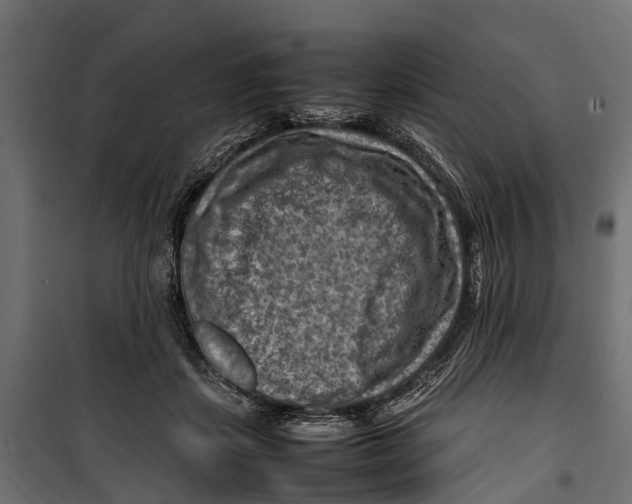 X0000099980459200806201429