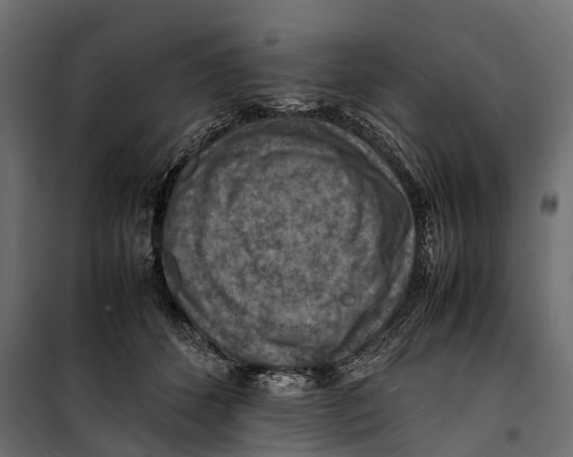 X0000099980512200806201429