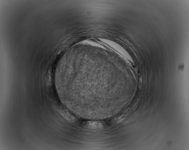 X0000099980520200806201429