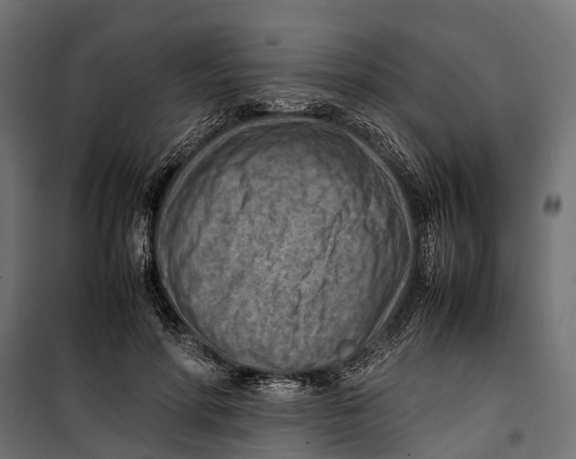 X0000099980598200806201427