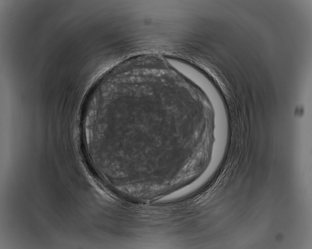 X0000099980677200806201426