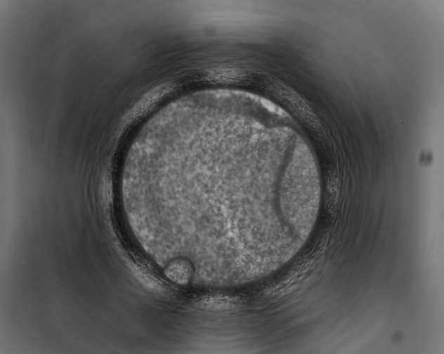 X0000099980734200806201425