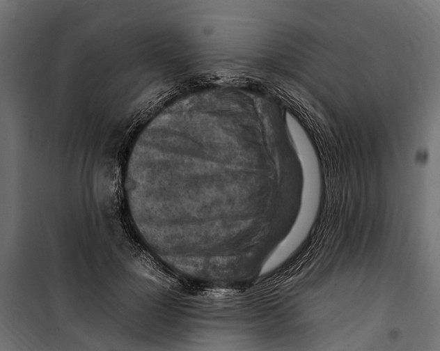 X0000099980748200806201425