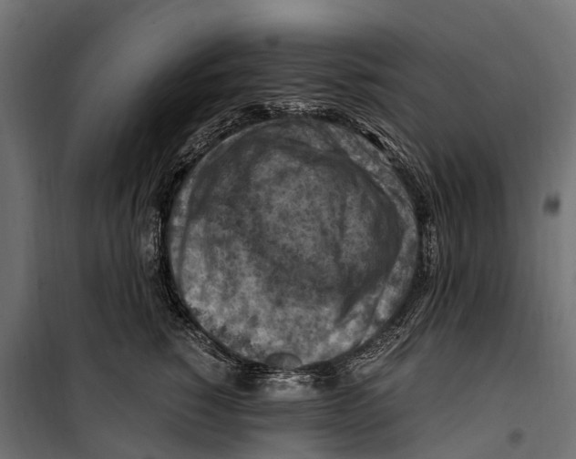 X0000099980760200806201425